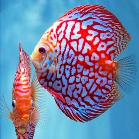Gambar discus pigeon checkerboard / discus pigeon / pigeon blood / ikan hias dari Aquatic Jakarta Kota Administrasi Jakarta Timur Tokopedia