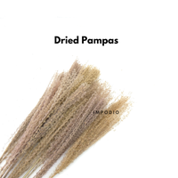 Gambar Dried Pampas IMPODIO / bunga kering / foto produk konten dari Impodio Kota Tangerang Selatan 1 Tokopedia