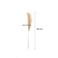 Gambar Dried Pampas IMPODIO / bunga kering / foto produk konten dari Impodio Kota Tangerang Selatan 3 Tokopedia