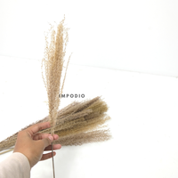Gambar Dried Pampas IMPODIO / bunga kering / foto produk konten dari Impodio Kota Tangerang Selatan 4 Tokopedia