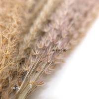 Gambar Dried Pampas IMPODIO / bunga kering / foto produk konten dari Impodio Kota Tangerang Selatan 2 Tokopedia