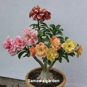 Tanaman hias adenium kamboja jepang 4 warna