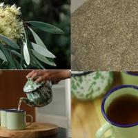 Gambar Teh Gelam 50 gram (sejenis Kayu Putih / Eucalyptus) dari Herbal & Obat Tradisional Kota Bogor 1 Tokopedia