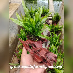 Hardscape kayu rentek java fern hiasan aquarium aquascape paludarium r
