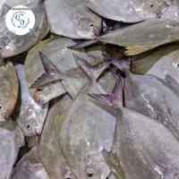 Gambar Ikan Bawal Laut Segar | Ikan Segar | 500 Gram dari IKAN SEGAR SRIRIZKI Kota Administrasi Jakarta Selatan 1 Tokopedia