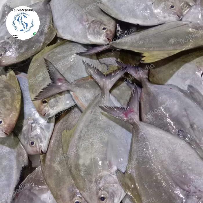 Gambar Ikan Bawal Laut Segar | Ikan Segar | 500 Gram dari IKAN SEGAR SRIRIZKI Kota Administrasi Jakarta Selatan Tokopedia