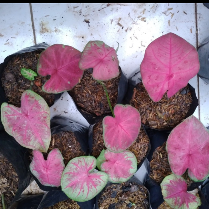 Gambar pohon keladi pink sexy - tanaman hias keladi pink dari taman hias lisflower Kab. Bogor Tokopedia