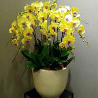 Gambar Table Flower Anggrek Bunga Meja Anggrek Bulan Bunga Cantik Bunga FreshRangkaian Bunga Meja dari Gaby Bella Florist Kota Administrasi Jakarta Selatan 3 Tokopedia