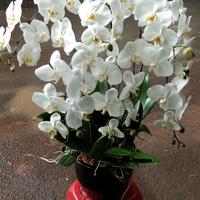 Gambar Table Flower Anggrek Bunga Meja Anggrek Bulan Bunga Cantik Bunga FreshRangkaian Bunga Meja dari Gaby Bella Florist Kota Administrasi Jakarta Selatan 2 Tokopedia