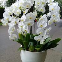 Gambar Table Flower Anggrek Bunga Meja Anggrek Bulan Bunga Cantik Bunga FreshRangkaian Bunga Meja dari Gaby Bella Florist Kota Administrasi Jakarta Selatan 5 Tokopedia