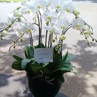 Gambar Table Flower Anggrek Bunga Meja Anggrek Bulan Bunga Cantik Bunga FreshRangkaian Bunga Meja dari Gaby Bella Florist Kota Administrasi Jakarta Selatan 4 Tokopedia