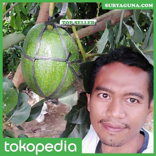 Gambar Alpukat Kendil Semarang Bisa Beli Disini Harga Murah dari Suryaguna Store Kab. Tulungagung Tokopedia