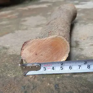 kayu kaboa asli sancang garut panjang 10 cm