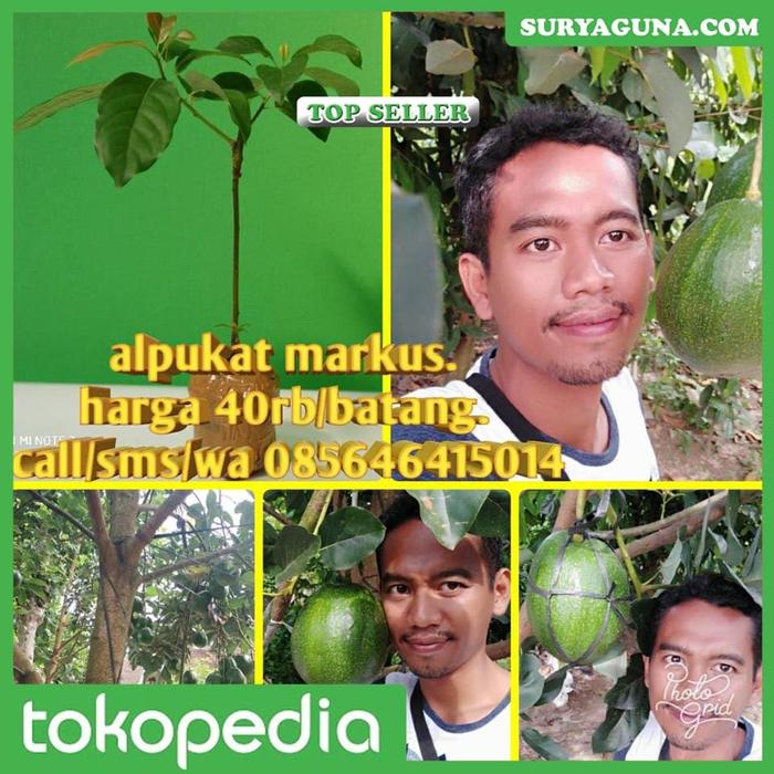 Gambar Alpukat Jumbo Markus dari Suryaguna Store Kab. Tulungagung Tokopedia