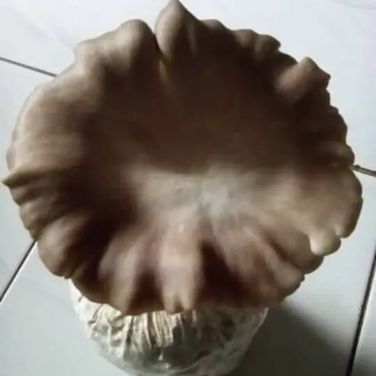 Bibit jamur tiram coklat f1 2