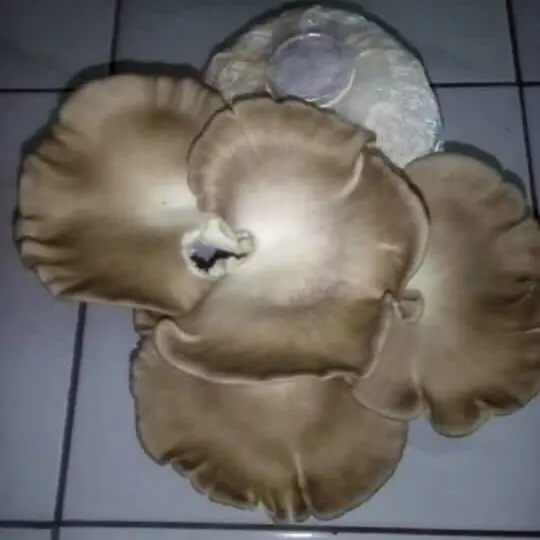 Bibit jamur tiram coklat f1 3