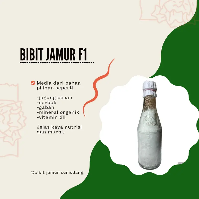Bibit jamur tiram coklat f1 1