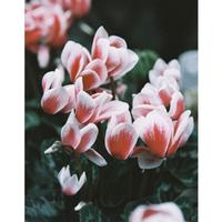 Gambar Lomography LomoChrome Color 92 110mm Roll Film ISO 400 dari Instaxshop Kota Bandung 5 Tokopedia