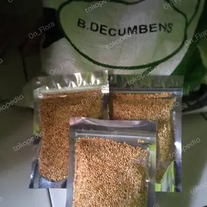 Benih bibit rumput 500gram brachiaria humidicola-Decumbens