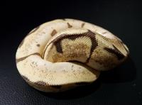 Gambar Ular Ball Python Male Vanilla Spider Poss Orange Dream MDS002 dari CNC phoneshop Kota Administrasi Jakarta Pusat 2 Tokopedia