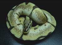 Gambar Ular Ball Python Male Vanilla Spider Poss Orange Dream MDS002 dari CNC phoneshop Kota Administrasi Jakarta Pusat 1 Tokopedia