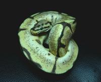 Gambar Ular Ball Python Male Vanilla Spider Poss Orange Dream MDS002 dari CNC phoneshop Kota Administrasi Jakarta Pusat 3 Tokopedia