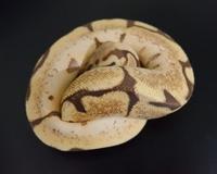 Gambar Ular Ball Python Male Vanilla Spider Poss Orange Dream MDS002 dari CNC phoneshop Kota Administrasi Jakarta Pusat 4 Tokopedia