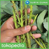 Gambar Paket 2 Entres Jual Entres Alpukat Markus dari Suryaguna Store Kab. Tulungagung 1 Tokopedia