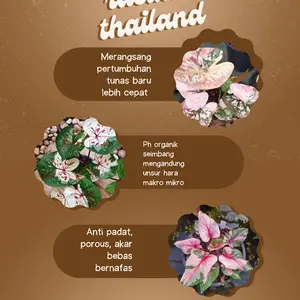 media tanam keladi/caladium Pupuk