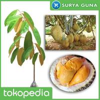 Gambar Bibit Durian Duri Hitam Asli Benih Durian Duri Hitam dari Suryaguna Store Kab. Tulungagung 1 Tokopedia