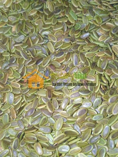 Gambar Benih albasia(sengon laut) dari PUROTANI.ID Kab. Purworejo Tokopedia