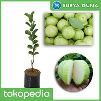 Gambar Bibit Jambu Kristal Super Bibit Jambu Kristal Okulasi dari Suryaguna Store Kab. Tulungagung 1 Tokopedia