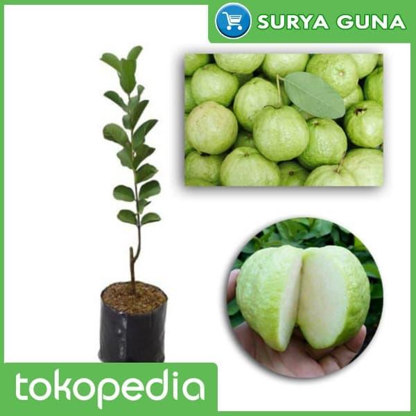 Gambar Bibit Jambu Kristal Super Bibit Jambu Kristal Okulasi dari Suryaguna Store Kab. Tulungagung Tokopedia