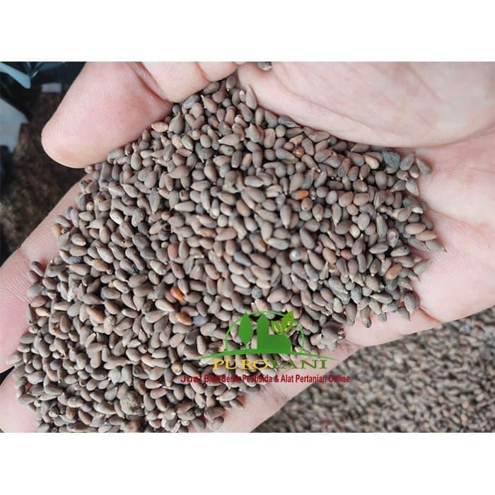 Gambar Biji Balsa Bibit Tanaman Kayu Balsa 500 gram dari PUROTANI.ID Kab. Purworejo Tokopedia