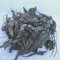 Gambar [ 250g ] tapak liman kering premium dari TUNGGAKSEMI STORE Kab. Jombang 1 Tokopedia