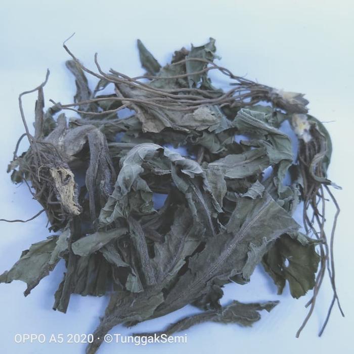 Gambar [ 250g ] tapak liman kering premium dari TUNGGAKSEMI STORE Kab. Jombang Tokopedia