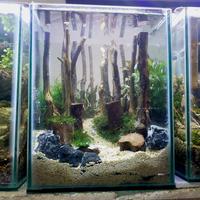 Gambar Aquarium Aquascape Mini Cupang 30x15x15 Cm # 1 dari Nagatawa Ornamental Fish Kota Administrasi Jakarta Barat 1 Tokopedia