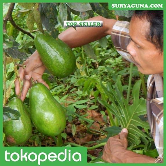 Gambar Jenis Alpukat Mentega Super Bisa Beli Disini dari Suryaguna Store Kab. Tulungagung Tokopedia