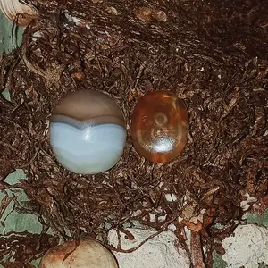 Mustika Alam Junjung Drajat & Puser bumi