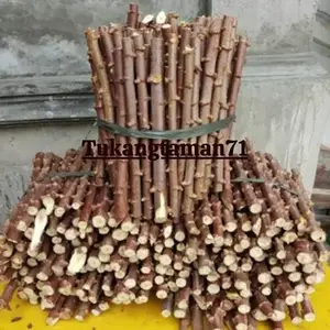 Bibit Singkong Mentega 10 Batang plus bonus