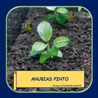 Gambar TANAMAN AQUASCAPE - ANUBIAS PINTO dari Vilirium Aquatic Kota Administrasi Jakarta Pusat 1 Tokopedia