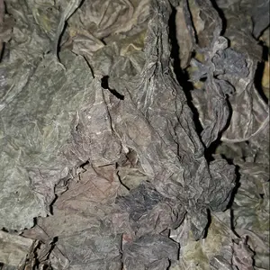 DAUN UNGU KERING OBAT WASIR N AMBEIEN 200 GRAM