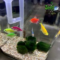 Gambar ikan hias air tawar / aquascape / Glow Fish WARNA TERLENGKAP - Merah dari Zeed aquatic Kota Tangerang Selatan 5 Tokopedia