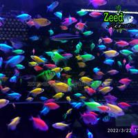 Gambar ikan hias air tawar / aquascape / Glow Fish WARNA TERLENGKAP - Merah dari Zeed aquatic Kota Tangerang Selatan 3 Tokopedia