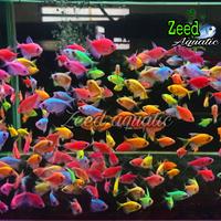 Gambar ikan hias air tawar / aquascape / Glow Fish WARNA TERLENGKAP - Merah dari Zeed aquatic Kota Tangerang Selatan 1 Tokopedia