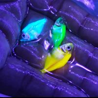 Gambar ikan hias air tawar / aquascape / Glow Fish WARNA TERLENGKAP - Merah dari Zeed aquatic Kota Tangerang Selatan 4 Tokopedia