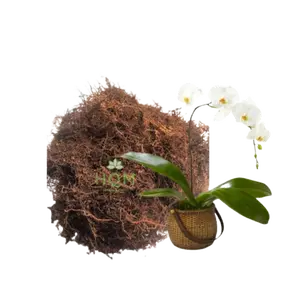 Akar Kadaka 1kg Moss Hitam Media Tanam Anggrek dll