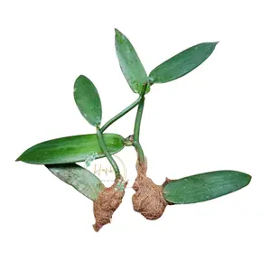 BIBIT VANILI ASAL STEK Siap Tanam Vanilli Vanila Vanilla Bean Paneli