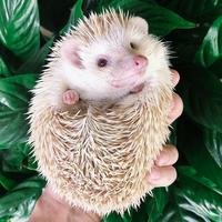 Gambar Landak Mini / Landak Susu / Erinaceinae dari Cupang Guppy Kingdom Kota Tangerang 1 Tokopedia