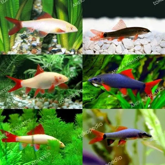 ikan pembersih sisa makanan/ikan schooling/ikan lucu/ Redfin Alb/Htm